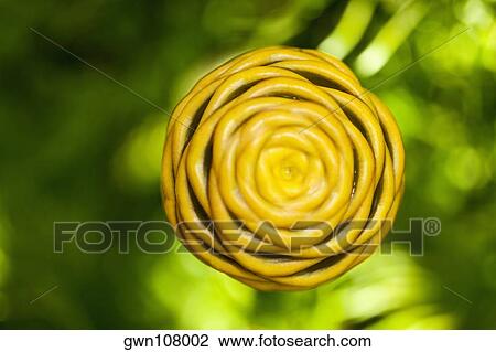 Stock Image - Close-up of a flower in a botanical garden, Hawaii Tropical Botanical Garden, Hilo, Big Island, Hawaii Islands, USA. Fotosearch