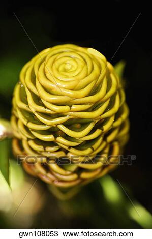Close-up of a flower in a botanical garden, Hawaii Tropical Botanical Garden, Hilo, Big Island, Hawaii Islands, USA View Large Photo Image Stock Image - Close-up of a flower in a botanical garden, Hawaii Tropical Botanical Garden, Hilo, Big Island, Hawaii Islands, USA. Fotosearch