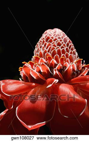 Stock Photo - Close-up of a flower in a botanical garden, Hawaii Tropical Botanical Garden, Hilo, Big Island, Hawaii Islands, USA. Fotosearch
