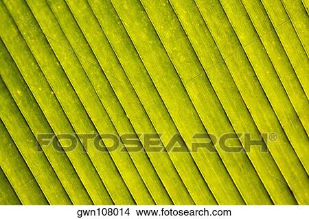 Close-up of a green leaf in a botanical garden, Hawaii Tropical Botanical Garden, Hilo, Big Island, Hawaii Islands, USA View Large Photo Image Picture - Close-up of a green leaf in a botanical garden, Hawaii Tropical Botanical Garden, Hilo, Big Island, Hawaii Islands, USA. Fotosearch