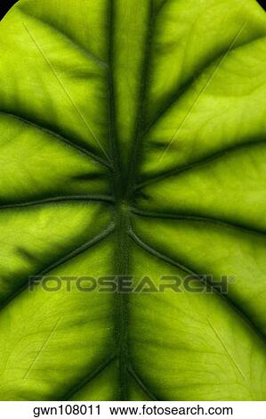 Stock Image - Close-up of a green leaf in a botanical garden, Hawaii Tropical Botanical Garden, Hilo, Big Island, Hawaii Islands, USA. Fotosearch