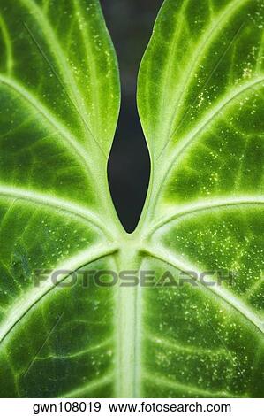 Stock Photo - Close-up of a green leaf in a botanical garden, Hawaii Tropical Botanical Garden, Hilo, Big Island, Hawaii Islands, USA. Fotosearch