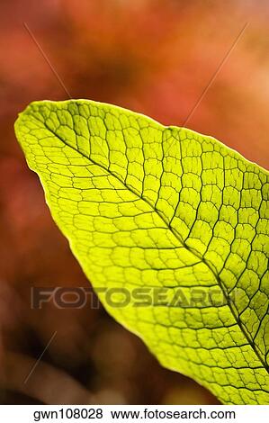 Stock Photo - Close-up of a green leaf in a botanical garden, Hawaii Tropical Botanical Garden, Hilo, Big Island, Hawaii Islands, USA. Fotosearch