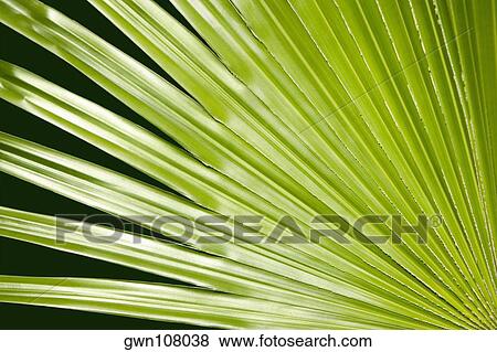 Close-up of a green leaf in a botanical garden, Hawaii Tropical Botanical Garden, Hilo, Big Island, Hawaii Islands, USA View Large Photo Image Stock Photo - Close-up of a green leaf in a botanical garden, Hawaii Tropical Botanical Garden, Hilo, Big Island, Hawaii Islands, USA. Fotosearch