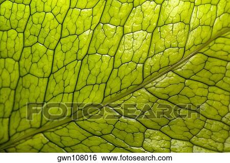 Stock Photograph - Close-up of a green leaf in a botanical garden, Hawaii Tropical Botanical Garden, Hilo, Big Island, Hawaii Islands, USA. Fotosearch