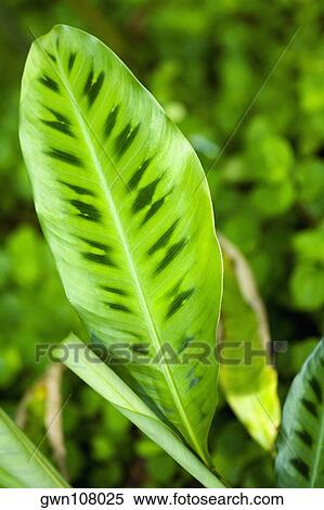 Close-up of a green leaf in a botanical garden, Hawaii Tropical Botanical Garden, Hilo, Big Island, Hawaii Islands, USA View Large Photo Image Stock Photography - Close-up of a green leaf in a botanical garden, Hawaii Tropical Botanical Garden, Hilo, Big Island, Hawaii Islands, USA. Fotosearch