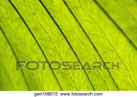 Close-up of a leaf View Large Photo Image Stock Photography - Close-up of a leaf. Fotosearch