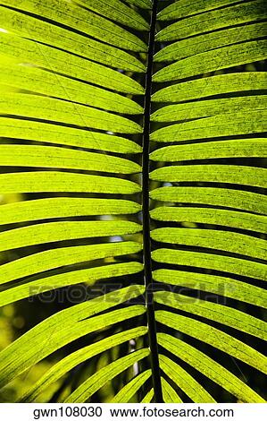 Close-up of a palm leaf in a botanical garden, Hawaii Tropical Botanical Garden, Hilo, Big Island, Hawaii Islands, USA View Large Photo Image Stock Image - Close-up of a palm leaf in a botanical garden, Hawaii Tropical Botanical Garden, Hilo, Big Island, Hawaii Islands, USA. Fotosearch