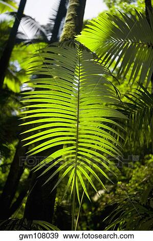 Close-up of a palm leaf in a botanical garden, Hawaii Tropical Botanical Garden, Hilo, Big Island, Hawaii Islands, USA View Large Photo Image Stock Photo - Close-up of a palm leaf in a botanical garden, Hawaii Tropical Botanical Garden, Hilo, Big Island, Hawaii Islands, USA. Fotosearch