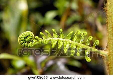 Stock Photography - Close-up of a plant sprouting, Hawaii Tropical Botanical Garden, Hilo, Big Island, Hawaii Islands, USA. Fotosearch