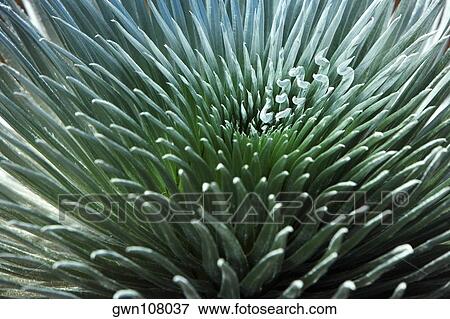 Close-up of a silversword fern, Haleakala National Park, Maui, Hawaii Islands, USA View Large Photo Image Stock Photo - Close-up of a silversword fern, Haleakala National Park, Maui, Hawaii Islands, USA. Fotosearch