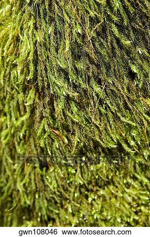 Stock Photograph - Close-up of a tree in a botanical garden, Hawaii Tropical Botanical Garden, Hilo, Big Island, Hawaii Islands, USA. Fotosearch