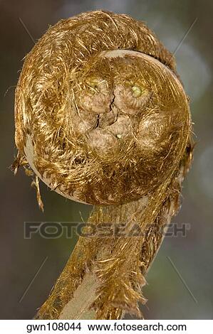 Picture - Close-up of decoration on a sculpture. Fotosearch