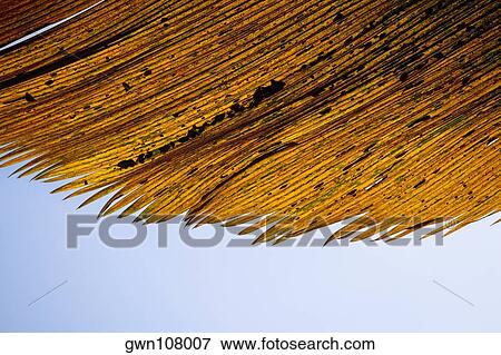 Stock Photo - Close-up of dry leaves, Hawaii Tropical Botanical Garden, Hilo, Big Island, Hawaii Islands, USA. Fotosearch