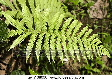 Stock Image - Close-up of fern leaves. Fotosearch