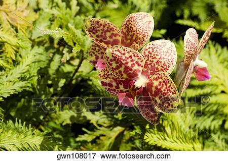 Close-up of flowers in a botanical garden, Hawaii Tropical Botanical Garden, Hilo, Big Island, Hawaii Islands, USA View Large Photo Image Stock Photo - Close-up of flowers in a botanical garden, Hawaii Tropical Botanical Garden, Hilo, Big Island, Hawaii Islands, USA. Fotosearch
