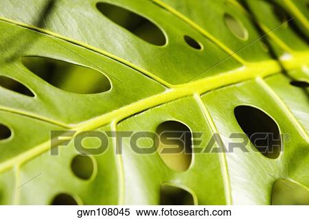 Stock Photography - Close-up of holes in a leaf a philodendron (Philodendron selloum), Hawaii Tropical Botanical Garden, Hilo, Big Island, Hawaii Islands, USA. Fotosearch