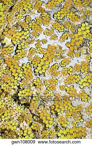 Stock Photo - Close-up of kukui nuts in a botanical garden, Hawaii Tropical Botanical Garden, Hilo, Big Island, Hawaii Islands, USA. Fotosearch