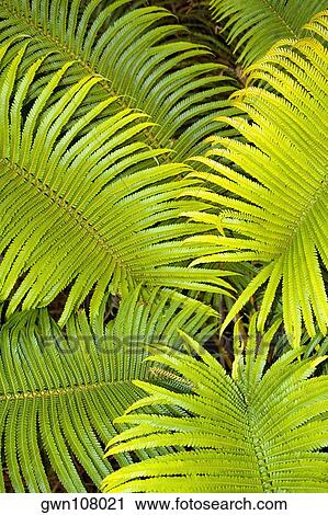 Stock Image - Close-up of leaves, Hawaii Volcanoes National Park, Big Island, Hawaii Islands, USA. Fotosearch
