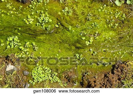 Stock Photograph - Close-up of moss, Liliuokalani Park And Gardens, Hilo, Hawaii Islands, USA. Fotosearch