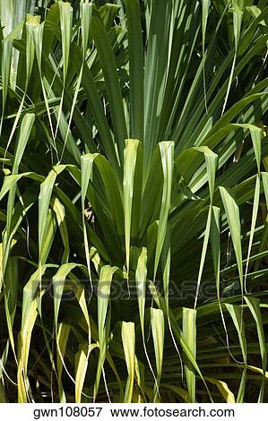 Stock Photo - Close-up of plants, Liliuokalani Park And Gardens, Hilo, Hawaii Islands, USA. Fotosearch