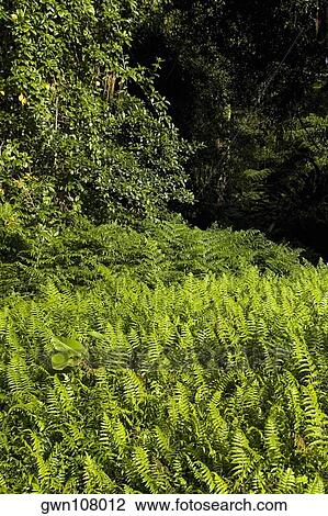 Ferns in a forest, Akaka Falls State Park, Hilo, Big Island, Hawaii Islands, USA View Large Photo Image Stock Image - Ferns in a forest, Akaka Falls State Park, Hilo, Big Island, Hawaii Islands, USA. Fotosearch