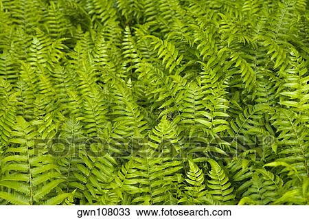 High angle view of ferns, Akaka Falls State Park, Big Island, Hawaii islands, USA View Large Photo Image Stock Image - High angle view of ferns, Akaka Falls State Park, Big Island, Hawaii islands, USA. Fotosearch