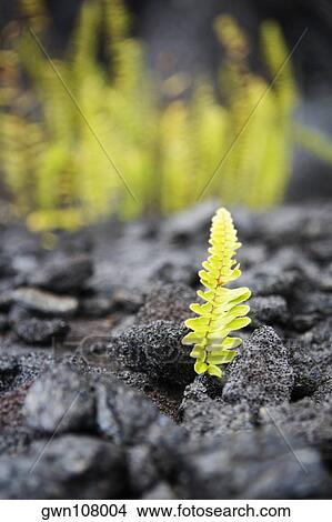 Leaf between stones, Kalapana, Big Island, Hawaii Islands, USA View Large Photo Image Picture - Leaf between stones, Kalapana, Big Island, Hawaii Islands, USA. Fotosearch