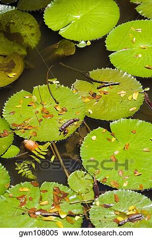 Lily pad in a pond, Hawaii Tropical Botanical Garden, Hilo, Big Island, Hawaii Islands, USA View Large Photo Image Stock Photography - Lily pad in a pond, Hawaii Tropical Botanical Garden, Hilo, Big Island, Hawaii Islands, USA. Fotosearch