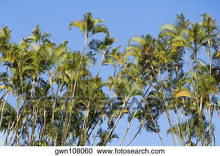 Stock Image - Low angle view of ferns, Akaka Falls State Park, Hilo, Big Island, Hawaii Islands, USA. Fotosearch