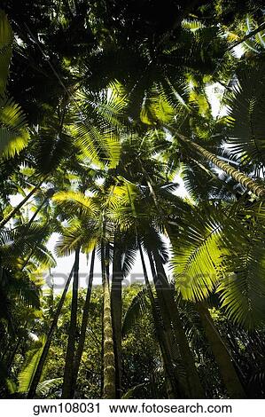 Low angle view of palm trees in a botanical garden, Hawaii Tropical Botanical Garden, Hilo, Big Island, Hawaii Islands, USA View Large Photo Image Stock Image - Low angle view of palm trees in a botanical garden, Hawaii Tropical Botanical Garden, Hilo, Big Island, Hawaii Islands, USA. Fotosearch