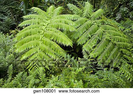 Trees in a forest, Akaka Falls State Park, Big Island, Hawaii Islands, USA View Large Photo Image Stock Image - Trees in a forest, Akaka Falls State Park, Big Island, Hawaii Islands, USA. Fotosearch