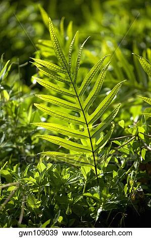 Close-up of a fern, Nawiliwili Beach Park, Kauai, Hawaii Islands, USA View Large Photo Image Stock Photo - Close-up of a fern, Nawiliwili Beach Park, Kauai, Hawaii Islands, USA. Fotosearch