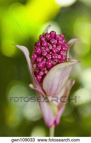 Stock Image - Close-up of a flower, Hawaii Tropical Botanical Garden, Hilo, Big Island, Hawaii Islands, USA. Fotosearch