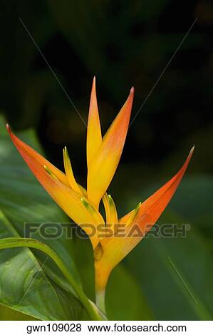Close-up of a flower in a botanical garden, Hawaii Tropical Botanical Garden, Hilo, Big Island, Hawaii Islands, USA View Large Photo Image Stock Photo - Close-up of a flower in a botanical garden, Hawaii Tropical Botanical Garden, Hilo, Big Island, Hawaii Islands, USA. Fotosearch