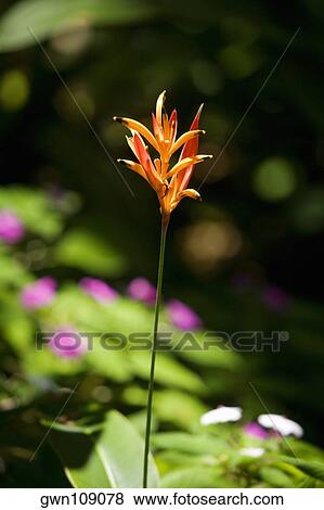 Close-up of a flower in a botanical garden, Hawaii Tropical Botanical Garden, Hilo, Big Island, Hawaii Islands, USA View Large Photo Image Stock Photo - Close-up of a flower in a botanical garden, Hawaii Tropical Botanical Garden, Hilo, Big Island, Hawaii Islands, USA. Fotosearch