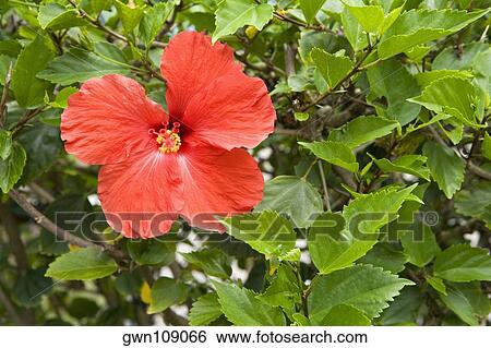 Close-up of a Hibiscus flower in a botanical garden, Hawaii Tropical Botanical Garden, Hilo, Big Island, Hawaii Islands, USA View Large Photo Image Stock Photograph - Close-up of a Hibiscus flower in a botanical garden, Hawaii Tropical Botanical Garden, Hilo, Big Island, Hawaii Islands, USA. Fotosearch