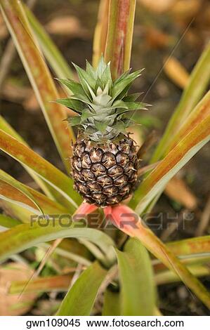 Stock Photography - Close-up of a pineapple plant in a botanical garden, Hawaii Tropical Botanical Garden, Hilo, Big Island, Hawaii Islands, USA. Fotosearch