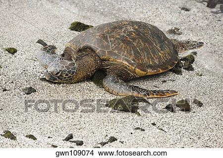 Close-up of a tortoise, Puuhonua O Honaunau National Historical Park, Kona Coast, Big Island, Hawaii Islands, USA View Large Photo Image Picture - Close-up of a tortoise, Puuhonua O Honaunau National Historical Park, Kona Coast, Big Island, Hawaii Islands, USA. Fotosearch