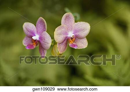 Stock Photo - Close-up of flowers, Hawaii Tropical Botanical Garden, Hilo, Big Island, Hawaii Islands, USA. Fotosearch