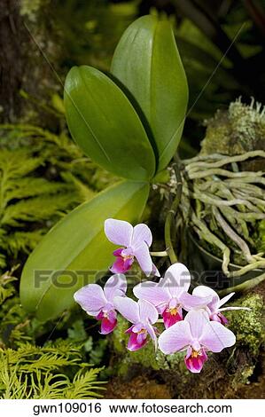 Close-up of flowers in a botanical garden, Hawaii Tropical Botanical Garden, Hilo, Big Island, Hawaii Islands, USA View Large Photo Image Stock Photograph - Close-up of flowers in a botanical garden, Hawaii Tropical Botanical Garden, Hilo, Big Island, Hawaii Islands, USA. Fotosearch