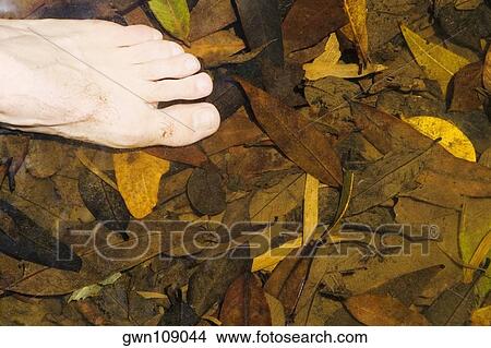 Close-up of human feet on dried leaves View Large Photo Image Picture - Close-up of human feet on dried leaves. Fotosearch
