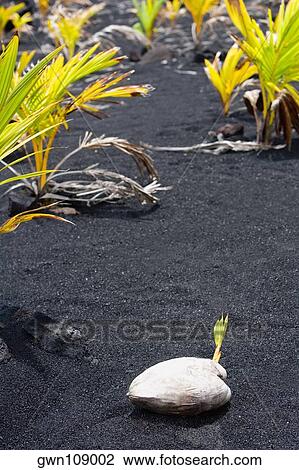 Stock Image - Coconut on black sand, Kalapana, Big Island, Hawaii Islands, USA. Fotosearch