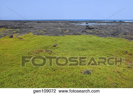 Stock Image - Grass in a field, Puuhonua O Honaunau National Historical Park, Kona Coast, Big Island, Hawaii Islands, USA. Fotosearch
