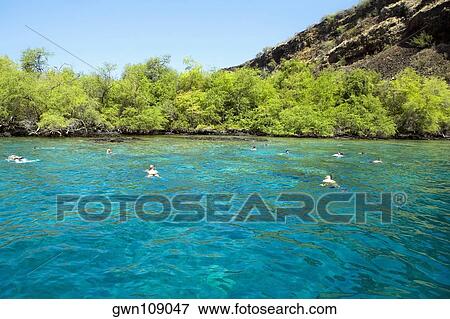 Group of people swimming in a river, Captain Cook's Monument, Kealakekua Bay, Kona Coast, Big Island, Hawaii Islands, USA View Large Photo Image Stock Photo - Group of people swimming in a river, Captain Cook's Monument, Kealakekua Bay, Kona Coast, Big Island, Hawaii Islands, USA. Fotosearch