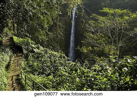 Stock Photo - High angle view of a waterfall in a forest, Akaka Falls, Akaka Falls State Park, Hilo, Big Island, Hawaii islands, USA. Fotosearch