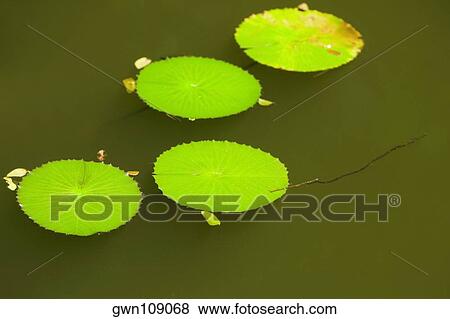 Lily pads floating on water, Hawaii Tropical Botanical Garden, Hilo, Big Island, Hawaii Islands, USA View Large Photo Image Stock Photo - Lily pads floating on water, Hawaii Tropical Botanical Garden, Hilo, Big Island, Hawaii Islands, USA. Fotosearch