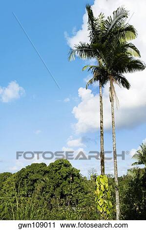 Stock Image - Low angle view of palm trees, Hilo, Big Island, Hawaii Islands, USA. Fotosearch