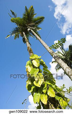 Stock Image - Low angle view of palm trees, Hilo, Big Island, Hawaii Islands, USA. Fotosearch