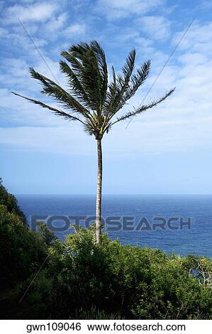 Palm tree swaying on the beach, Pololu Valley, Kohala, Big Island, Hawaii Islands, USA View Large Photo Image Stock Photograph - Palm tree swaying on the beach, Pololu Valley, Kohala, Big Island, Hawaii Islands, USA. Fotosearch